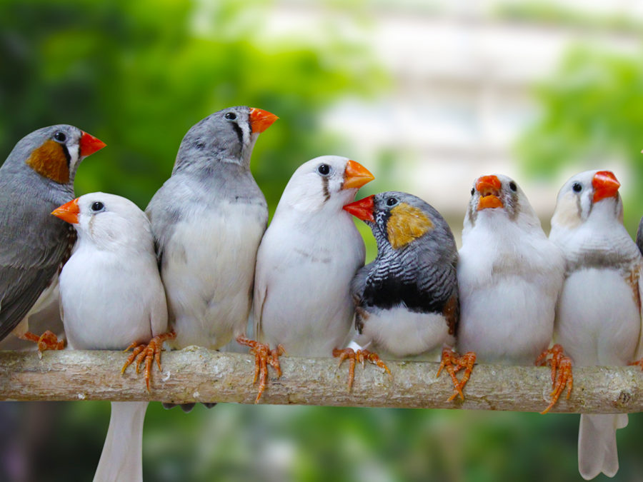 تربية العصافير الأسترالي في المنزل من الألف للياء